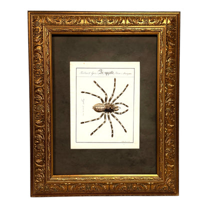 Mygale Fasciata - Framed Art by Carl Wilhelm Hahn