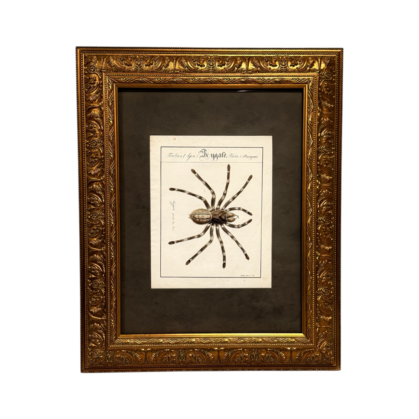 Mygale Fasciata - Framed Art by Carl Wilhelm Hahn