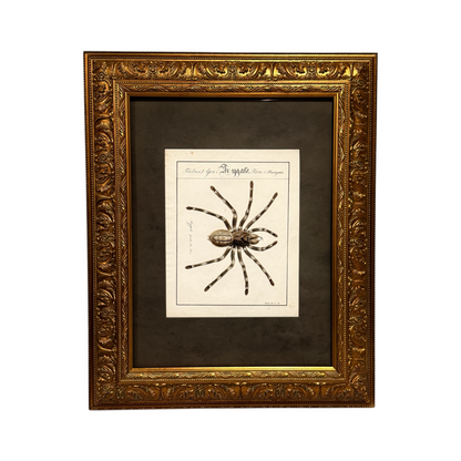 Mygale Fasciata - Framed Art by Carl Wilhelm Hahn