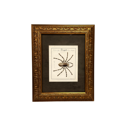 Mygale Fasciata - Framed Art by Carl Wilhelm Hahn