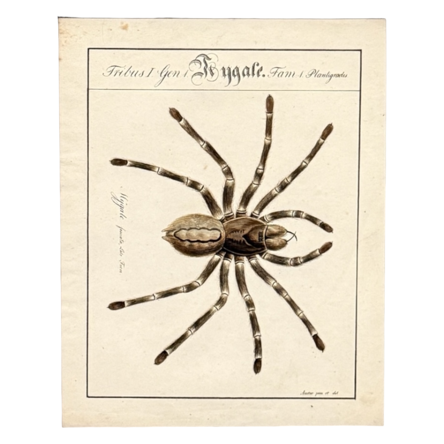 Mygale Fasciata - Framed Art by Carl Wilhelm Hahn