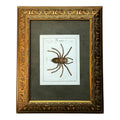 Mygale Plantigrades - Framed Art by Carl Wilhelm Hahn
