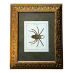 Mygale Plantigrades - Framed Art by Carl Wilhelm Hahn