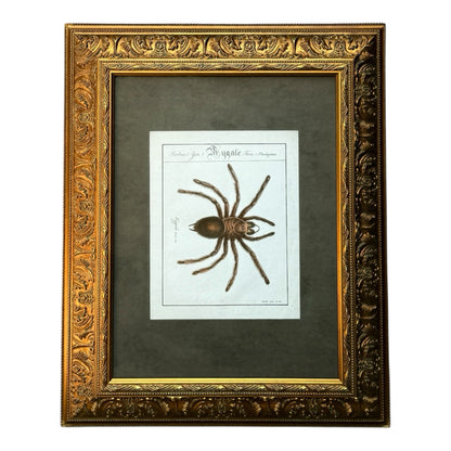Mygale Plantigrades - Framed Art by Carl Wilhelm Hahn