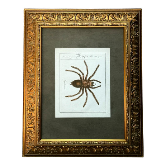 Mygale Plantigrades - Framed Art by Carl Wilhelm Hahn