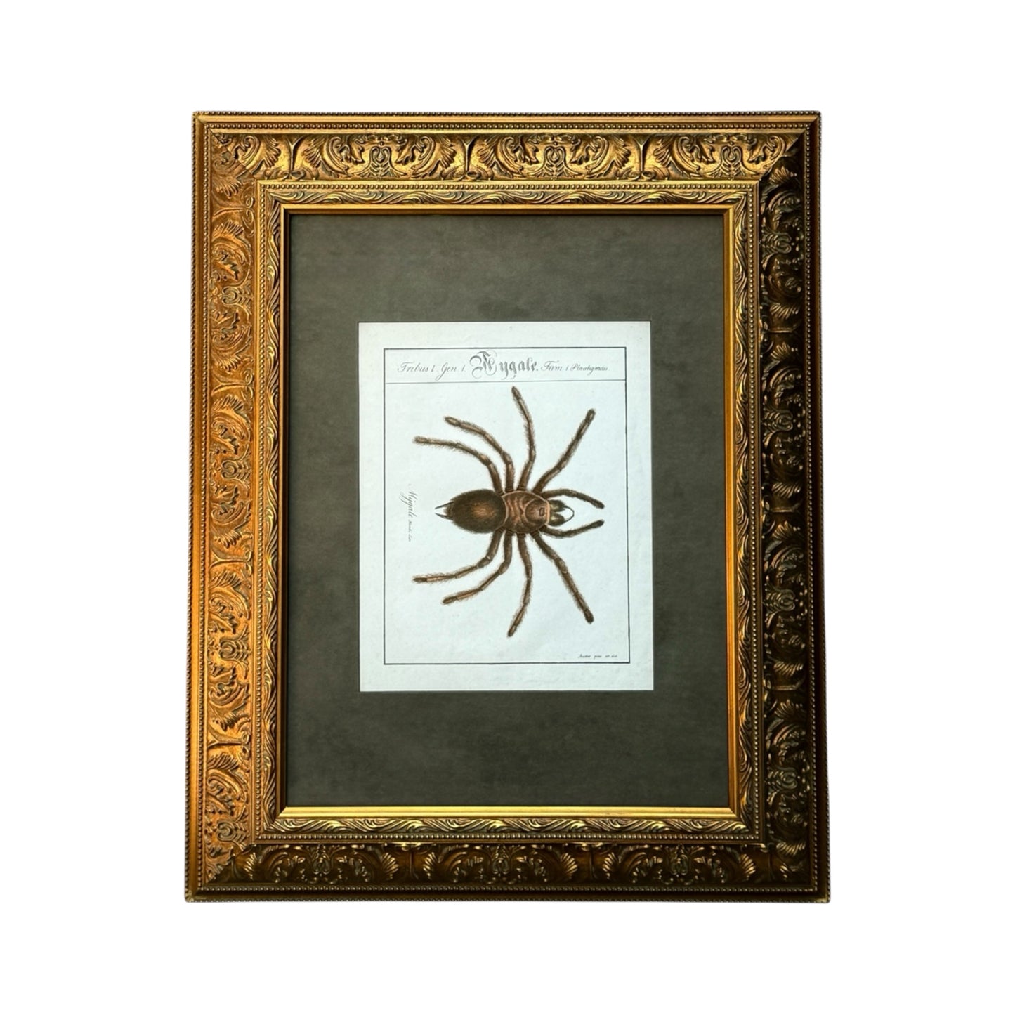 Mygale Plantigrades - Framed Art by Carl Wilhelm Hahn