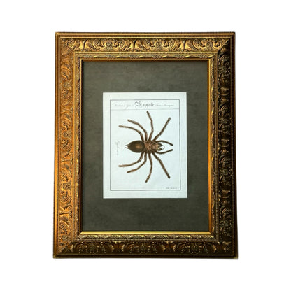 Mygale Plantigrades - Framed Art by Carl Wilhelm Hahn