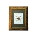 Mygale Plantigrades - Framed Art by Carl Wilhelm Hahn