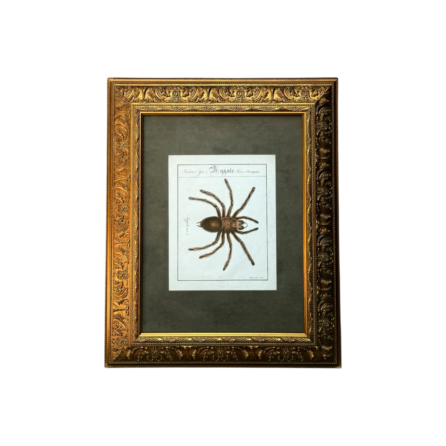 Mygale Plantigrades - Framed Art by Carl Wilhelm Hahn