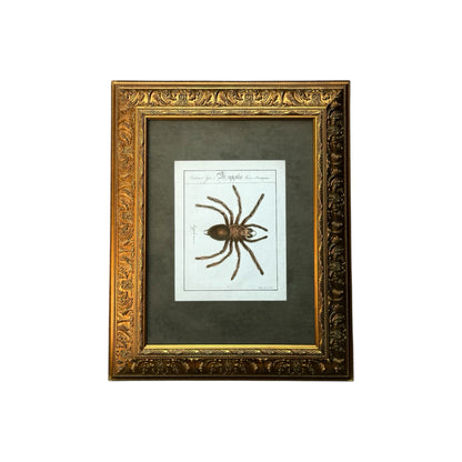Mygale Plantigrades - Framed Art by Carl Wilhelm Hahn