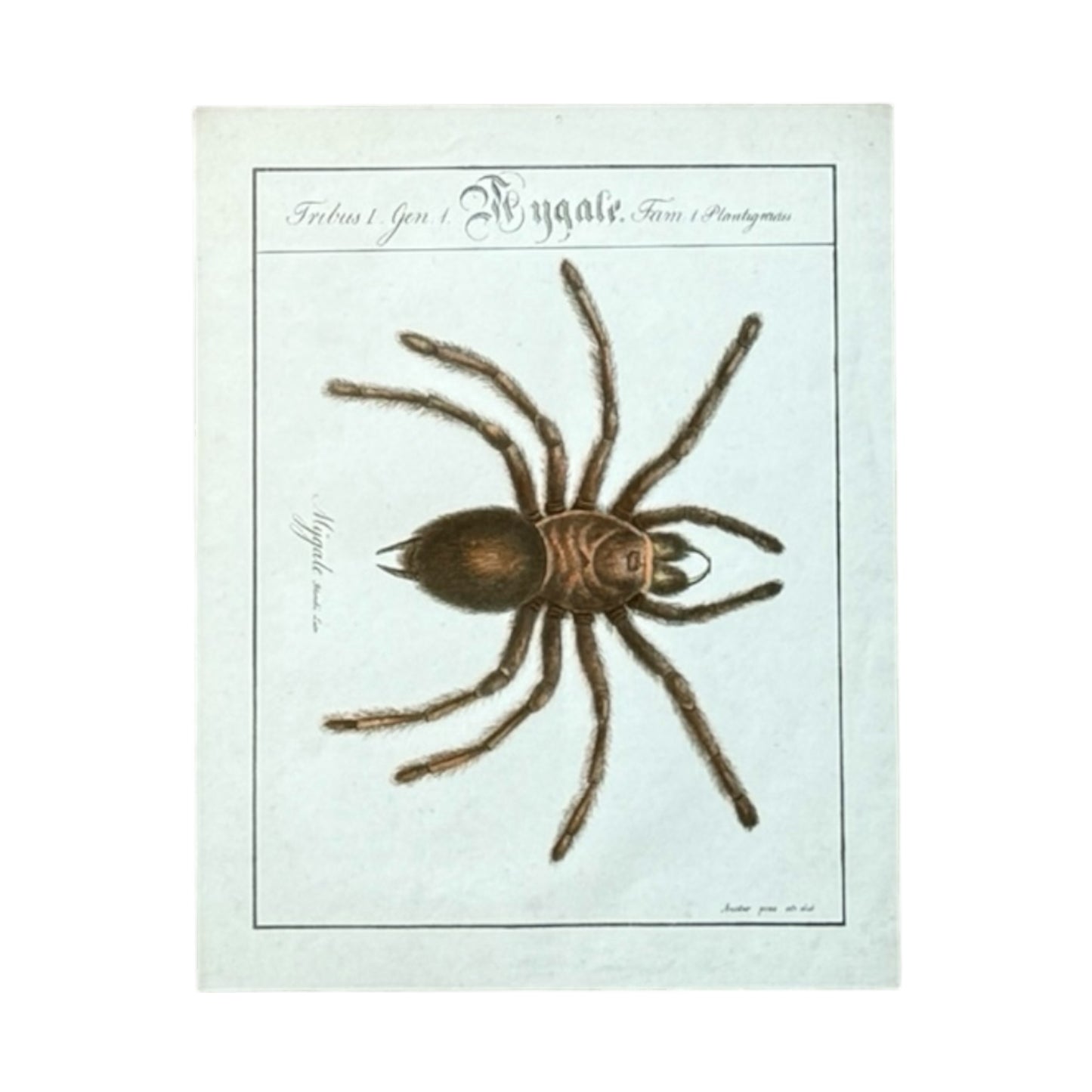 Mygale Plantigrades - Framed Art by Carl Wilhelm Hahn
