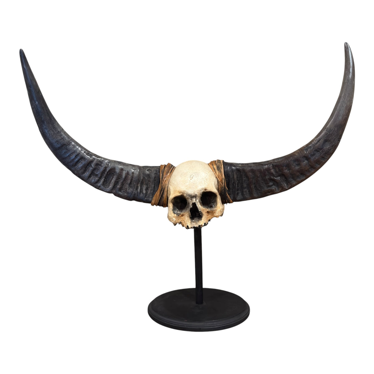 Naga Tribal Skull