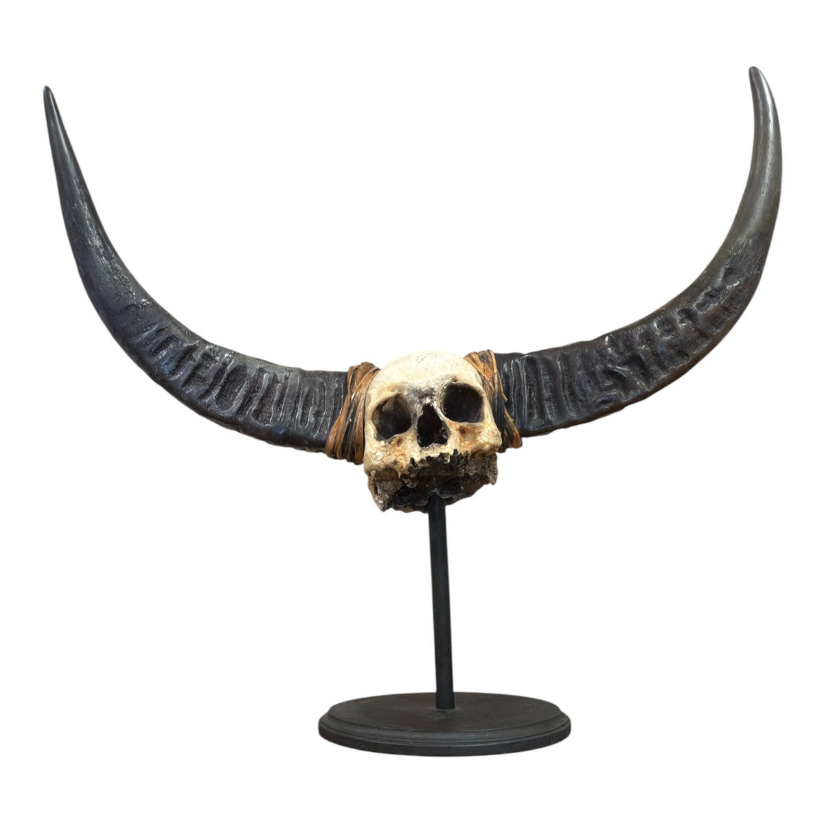 Naga Tribal Skull