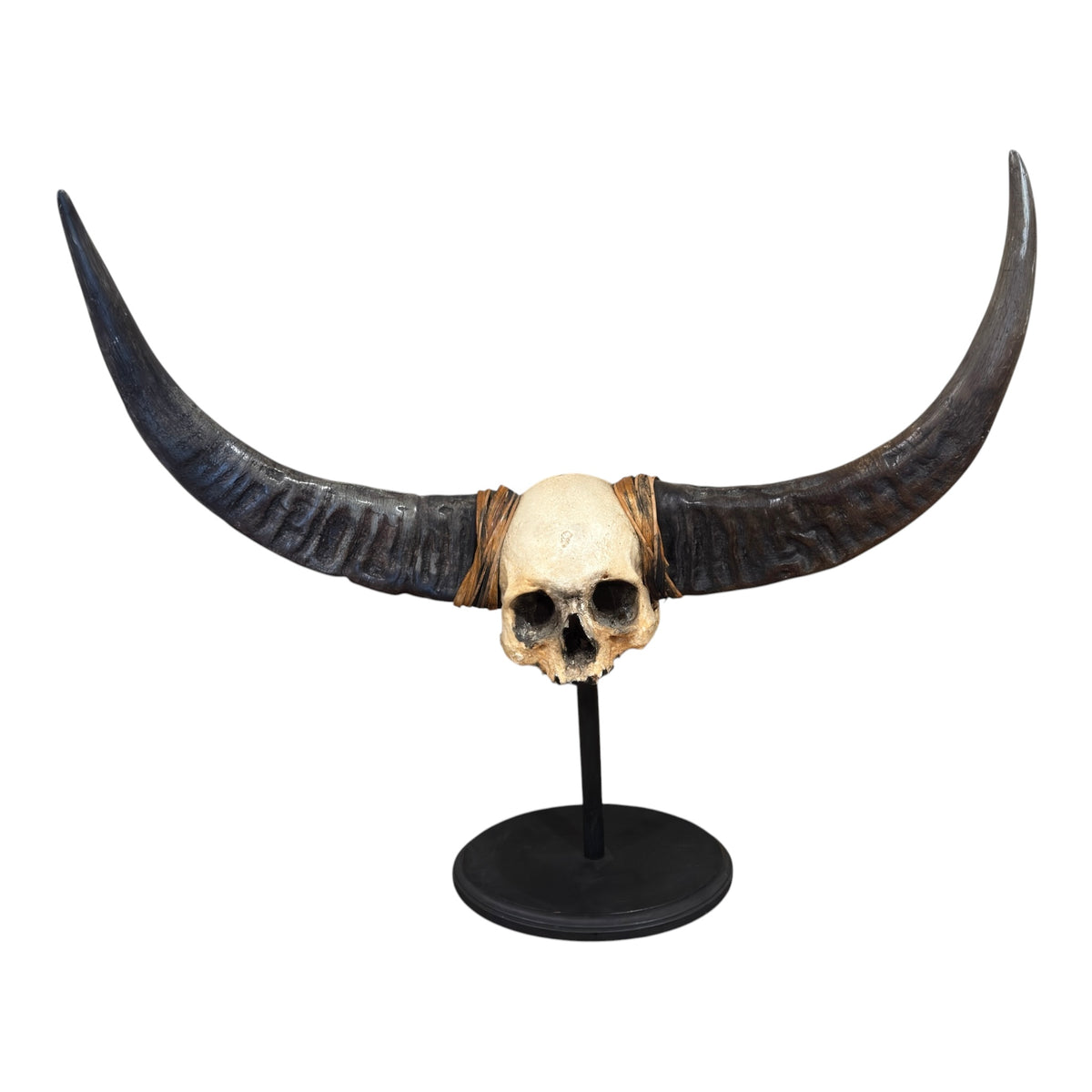 Naga Tribal Skull