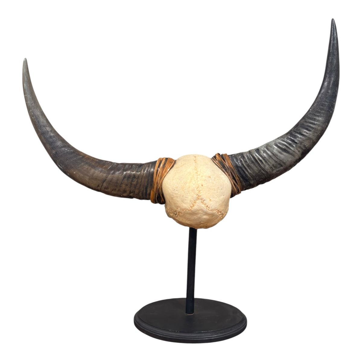 Naga Tribal Skull