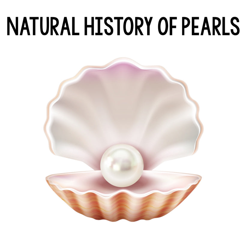 Natural History of Pearls Class – Tyrannostorus