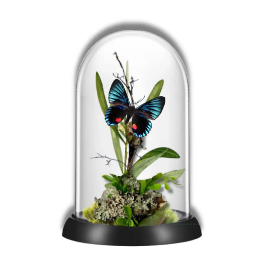 Necyria Butterfly Diorama