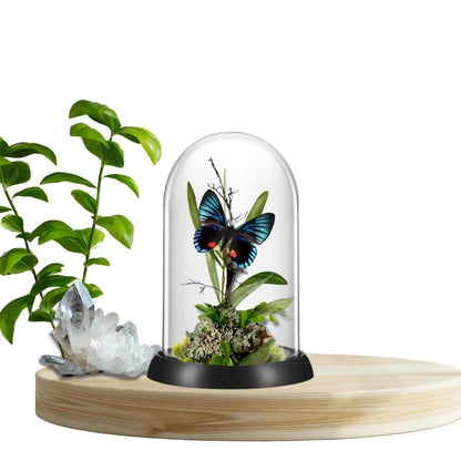 Necyria Butterfly Diorama