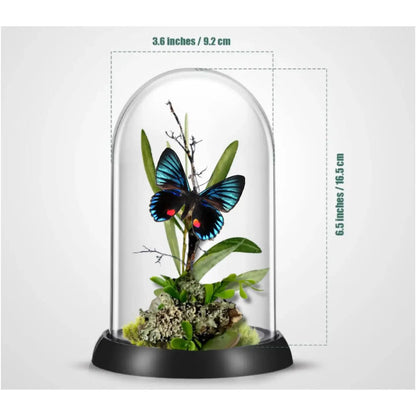 Necyria Butterfly Diorama