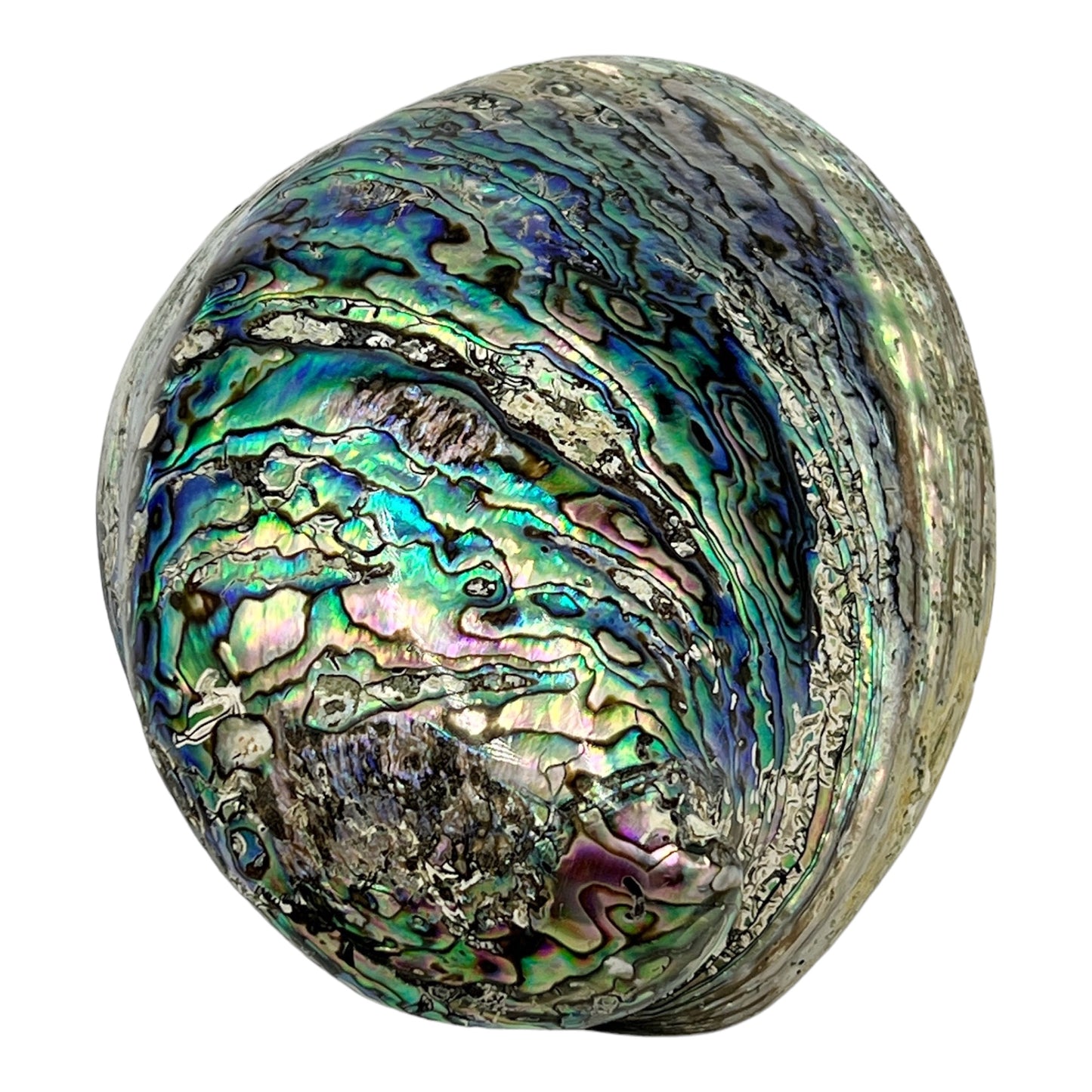 Abalone (New Zealand Pearlized Haliotis)