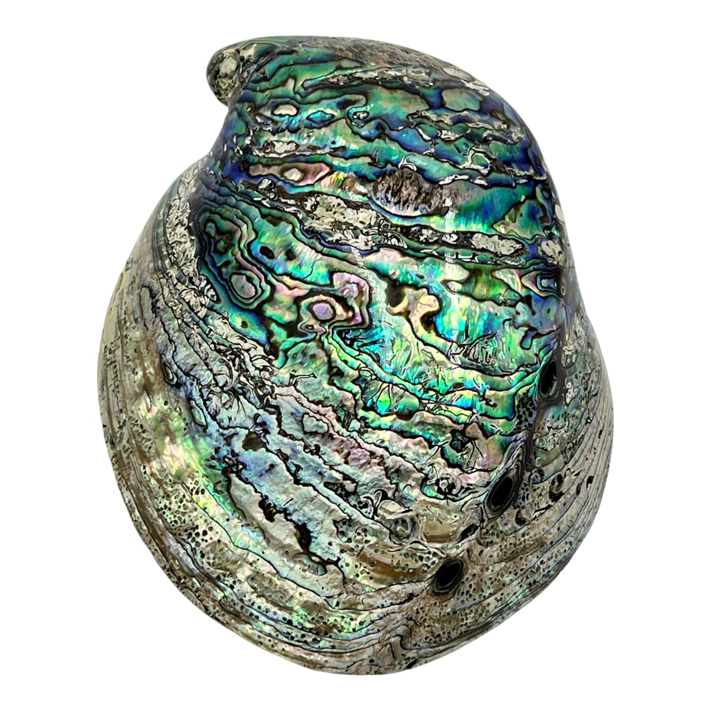 Abalone (New Zealand Pearlized Haliotis)