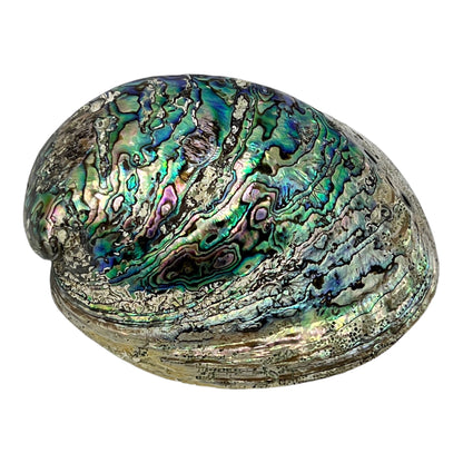 Abalone (New Zealand Pearlized Haliotis)