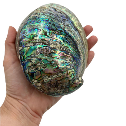 Abalone (New Zealand Pearlized Haliotis)