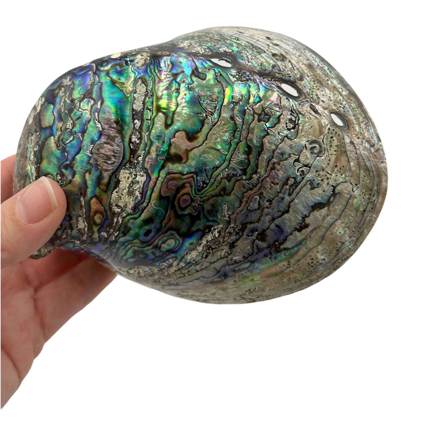 Abalone (New Zealand Pearlized Haliotis)