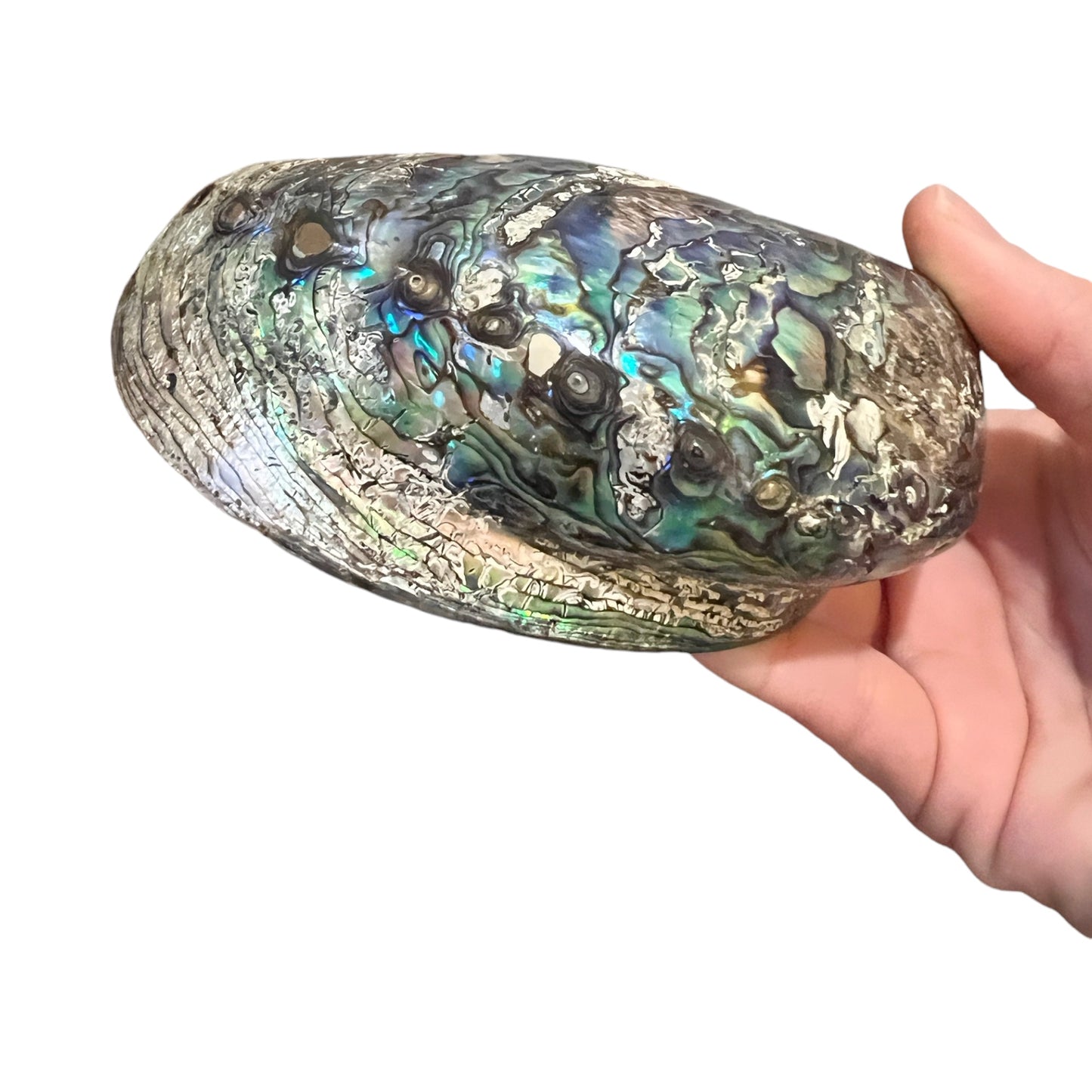 Abalone (New Zealand Pearlized Haliotis)