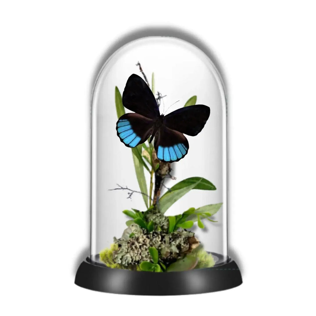 Norica Butterfly Diorama