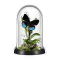 Norica Butterfly Diorama