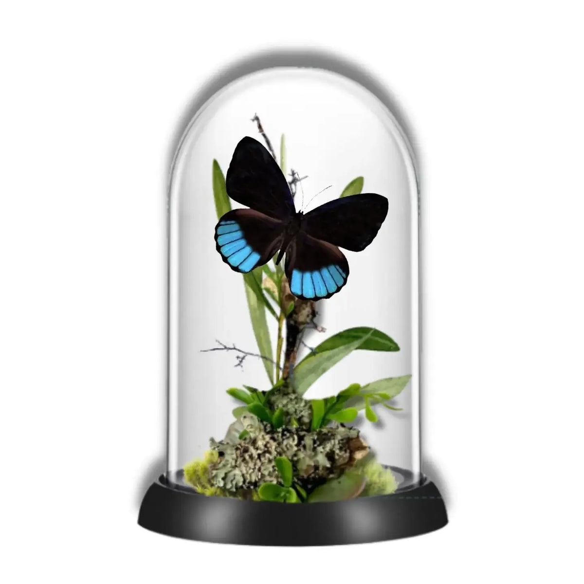 Norica Butterfly Diorama