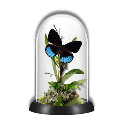 Norica Butterfly Diorama