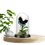 Norica Butterfly Diorama