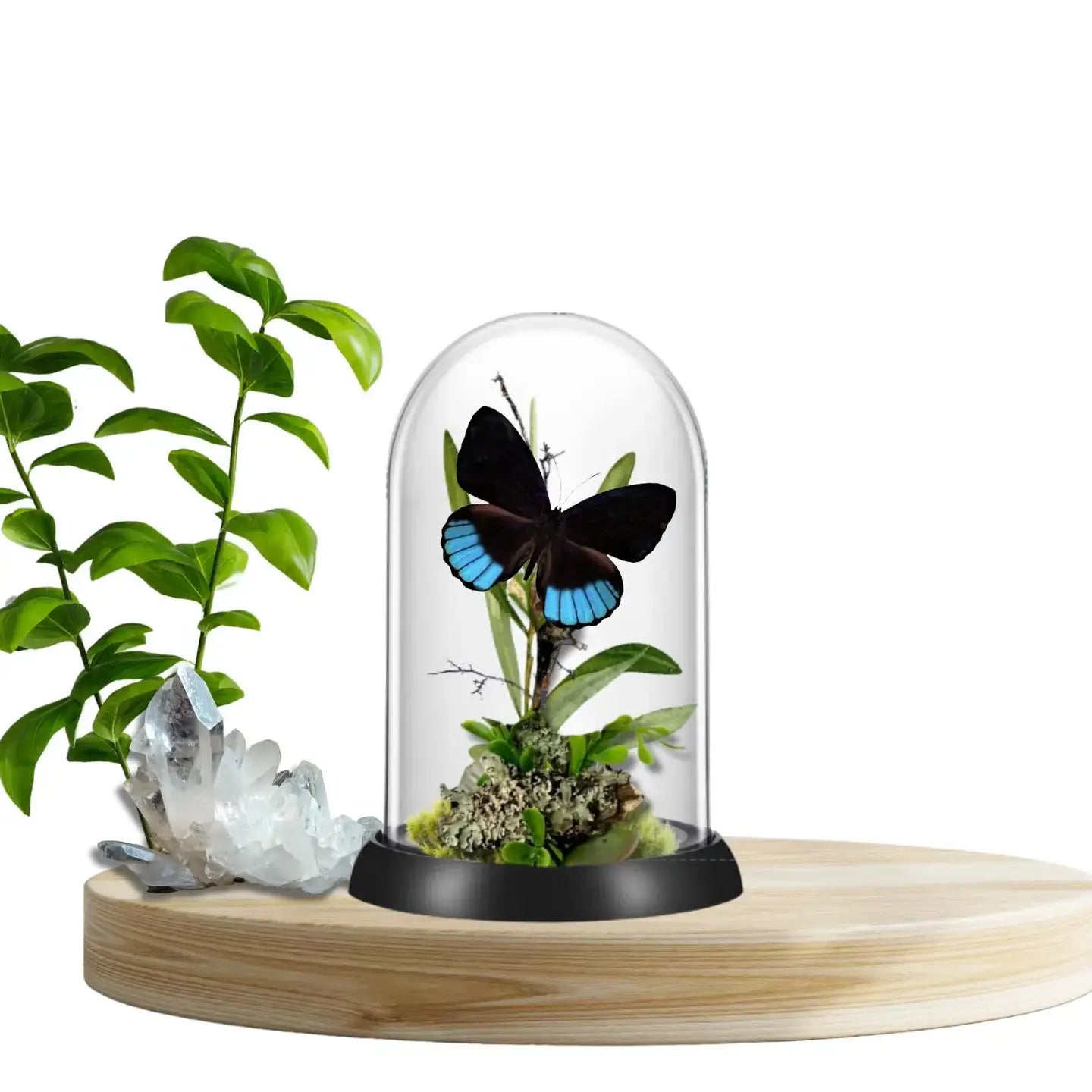 Norica Butterfly Diorama