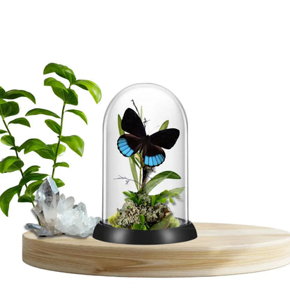 Norica Butterfly Diorama