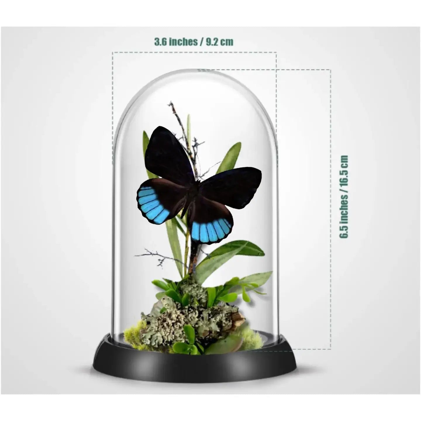 Norica Butterfly Diorama