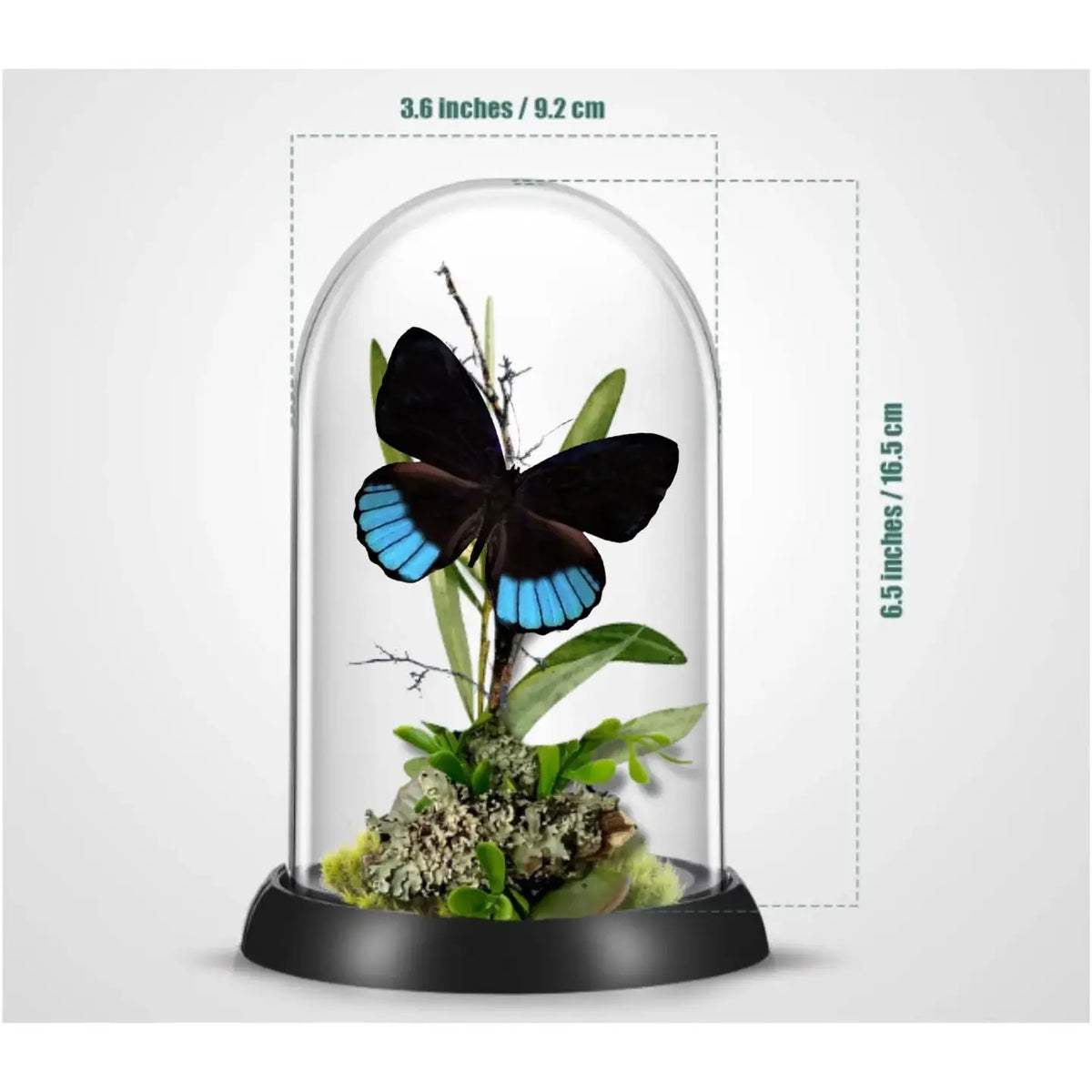 Norica Butterfly Diorama