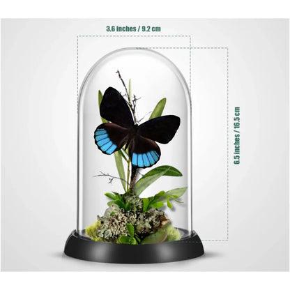 Norica Butterfly Diorama