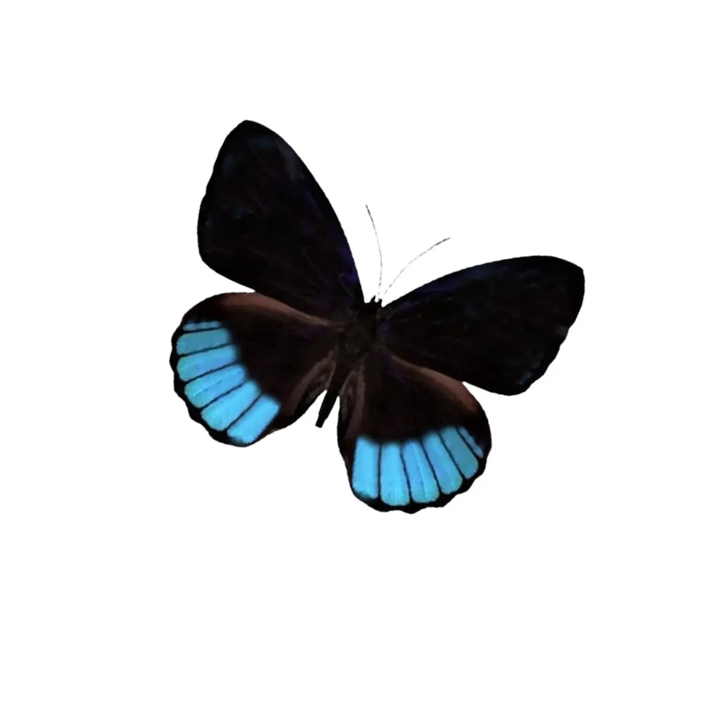Norica Butterfly Diorama