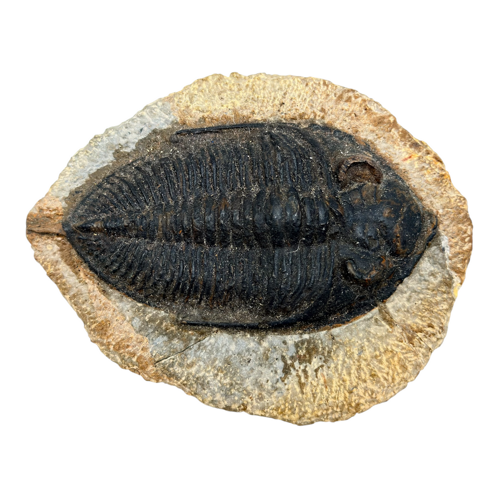 Odontochile spiniferum Trilobite