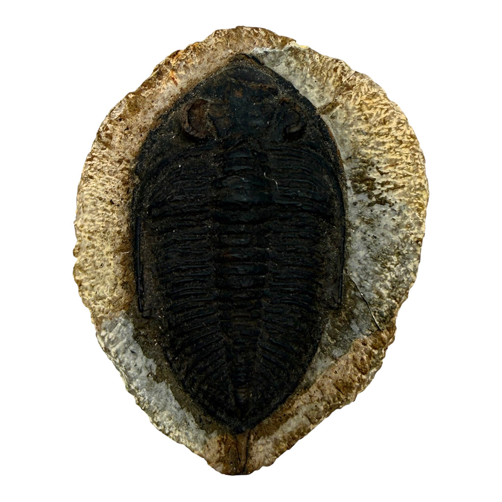 Odontochile spiniferum Trilobite