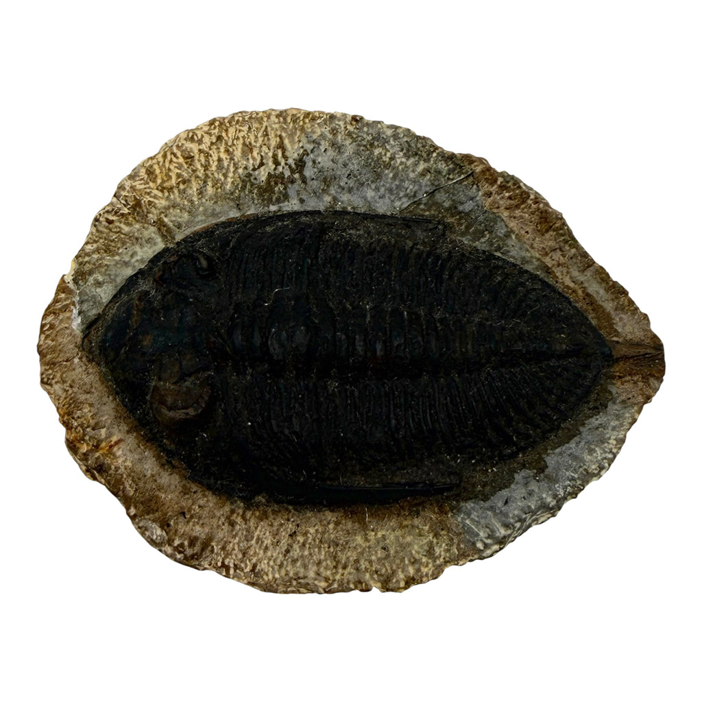 Odontochile spiniferum Trilobite