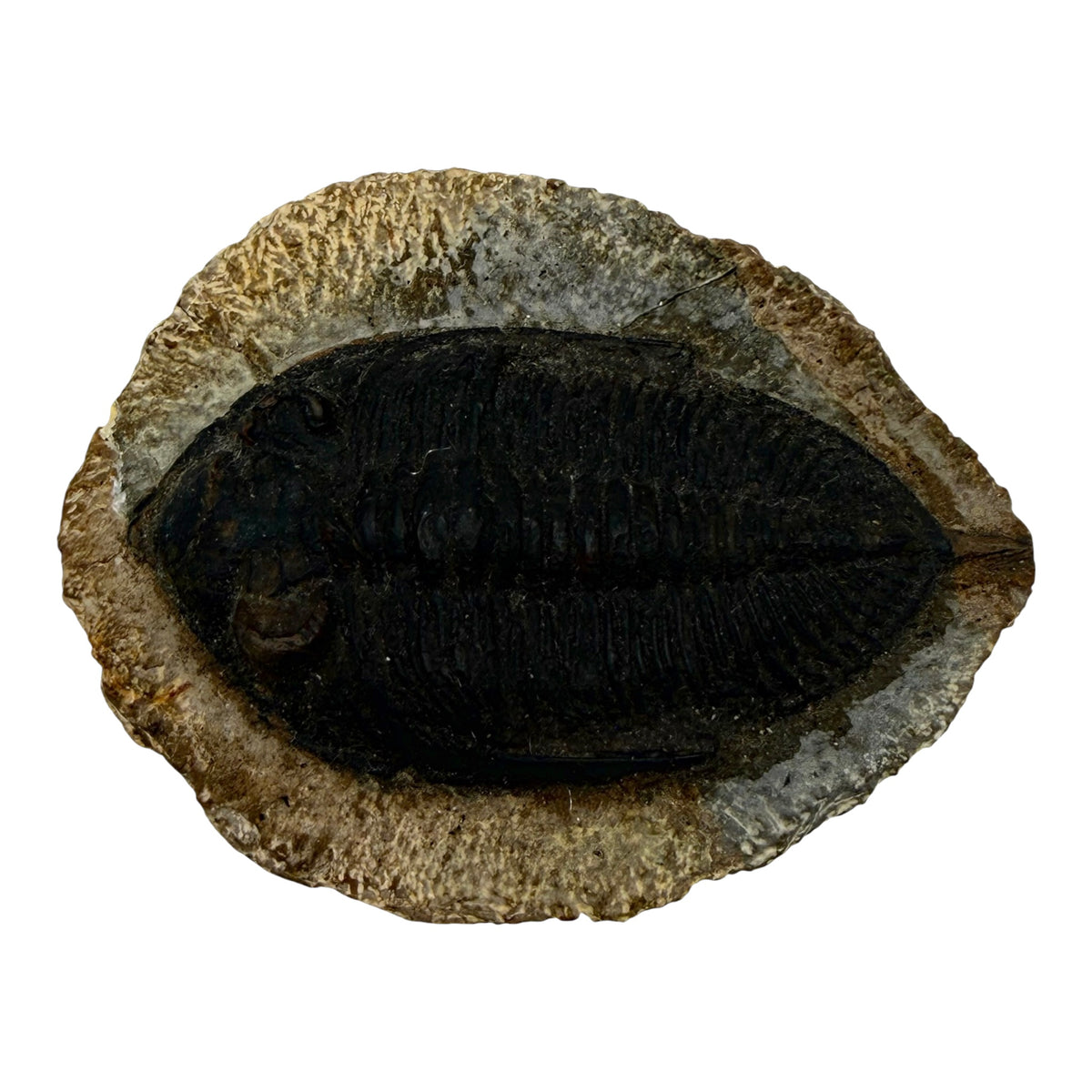 Odontochile spiniferum Trilobite