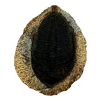 Odontochile spiniferum Trilobite