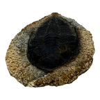 Odontochile spiniferum Trilobite