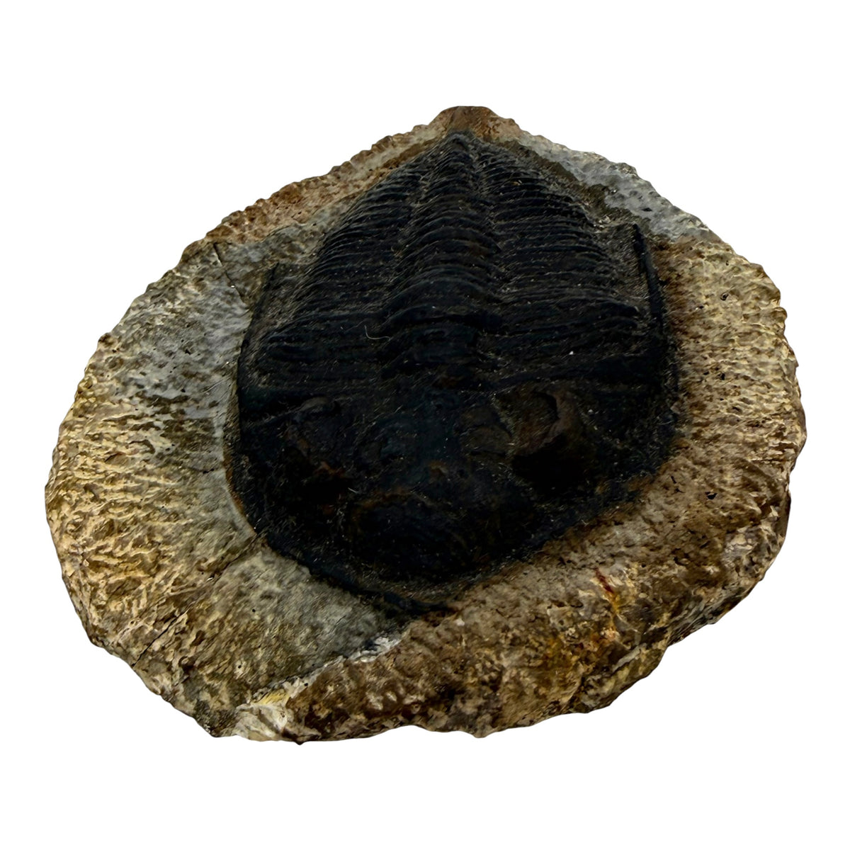 Odontochile spiniferum Trilobite