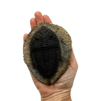 Odontochile spiniferum Trilobite