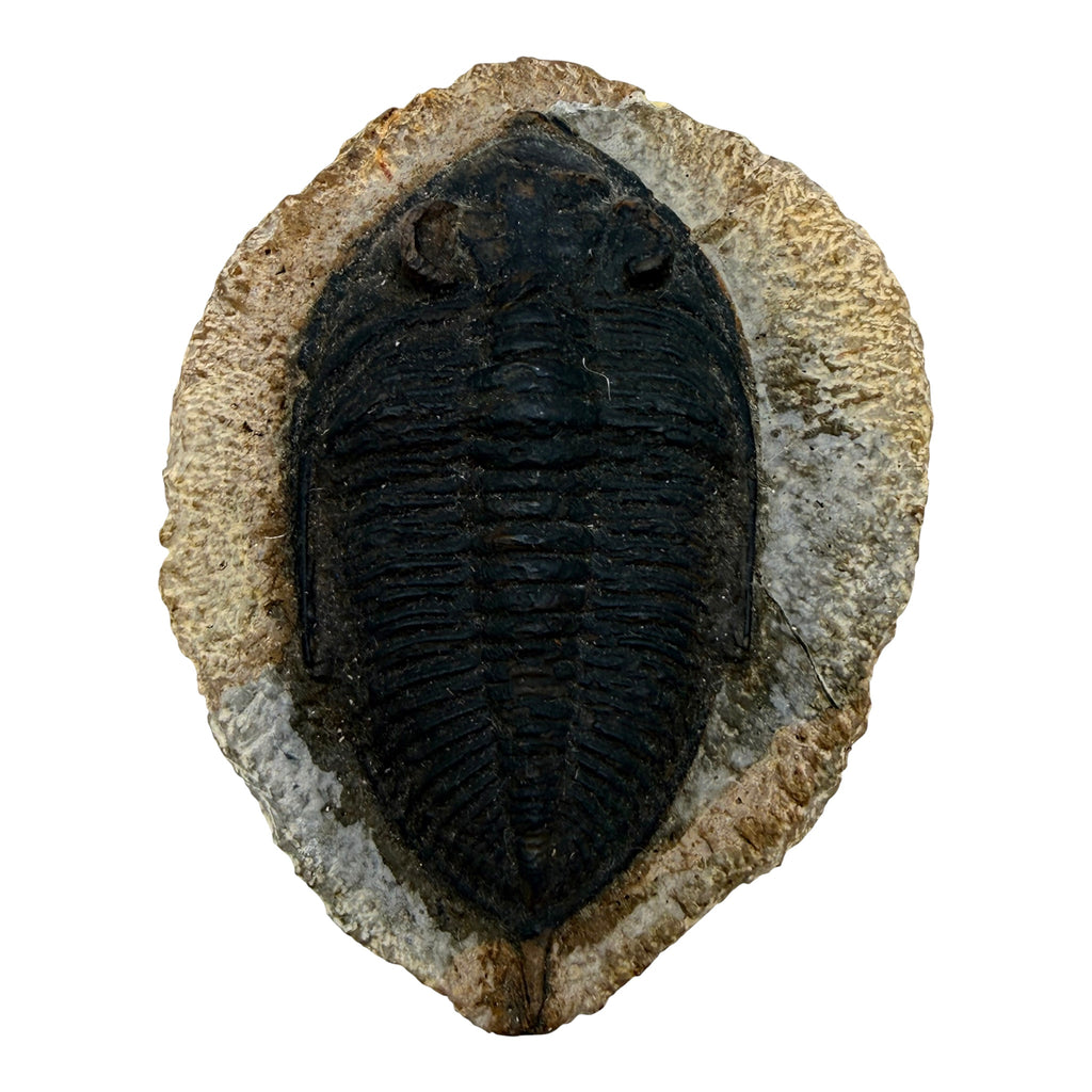 Odontochile spiniferum Trilobite