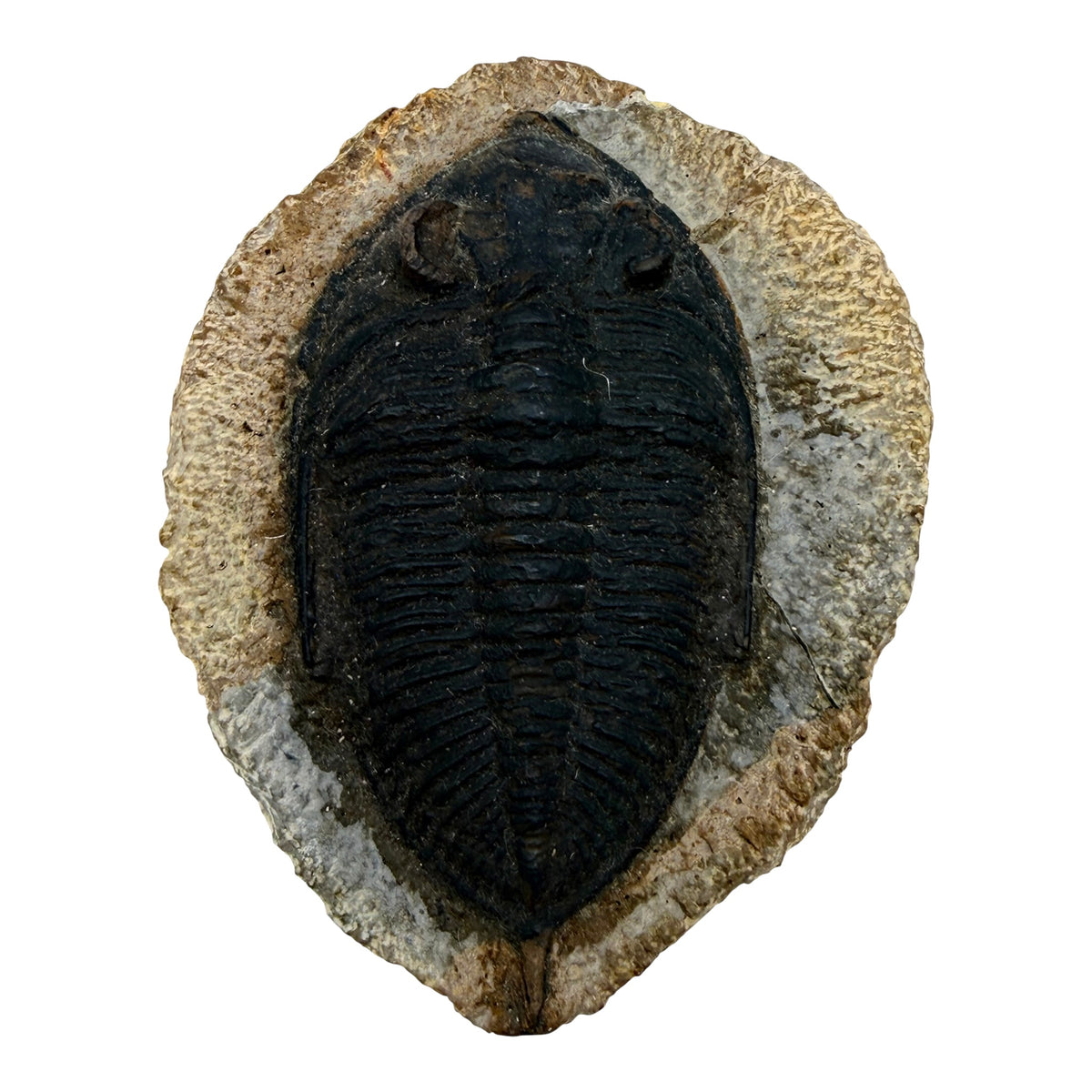 Odontochile spiniferum Trilobite